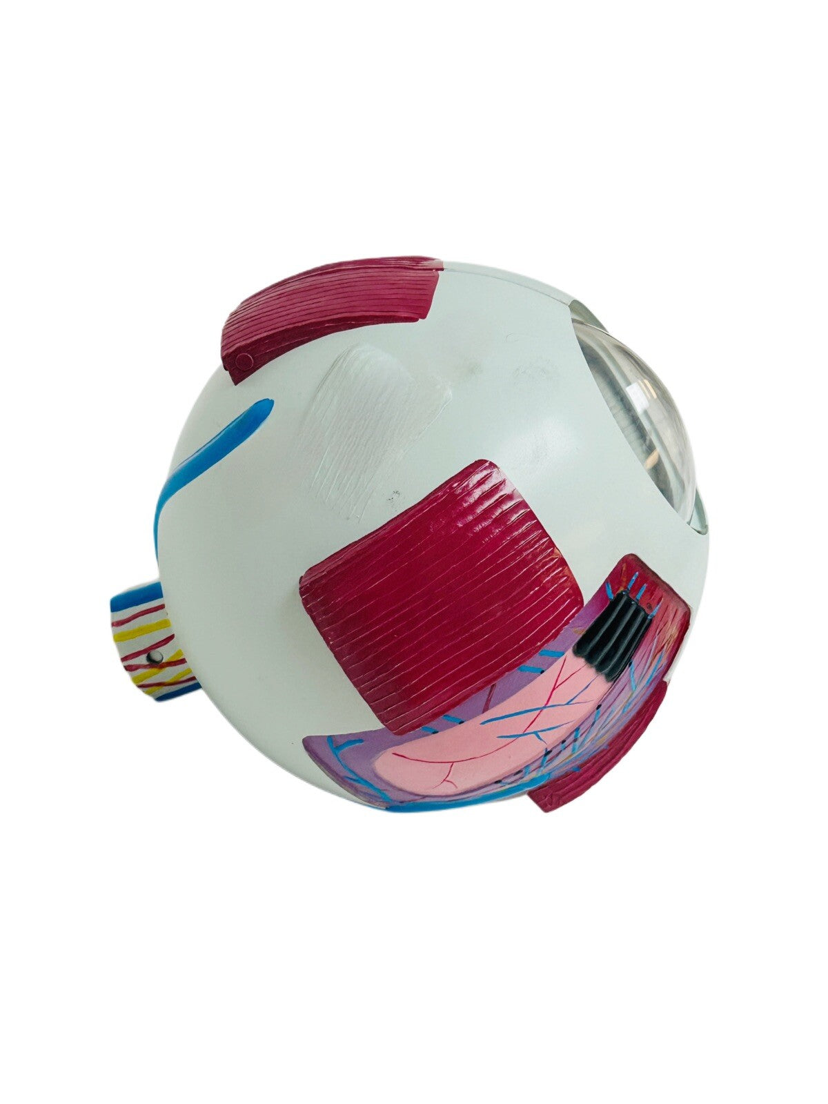 Human Eye Ball Anatomical Model Training 6X Life Size Medical Kit