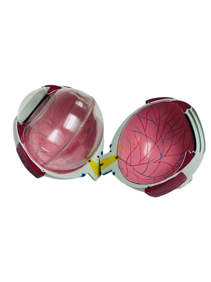 Human Eye Ball Anatomical Model Training 6X Life Size Medical Kit
